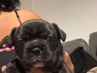 French Bulldog dogs - Advert 5