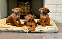 Rhodesian Ridgeback dogs for sale: 🦁 KC Reg Rhodesian Ridgeback Girls Ready Now  🦁 - Image 6