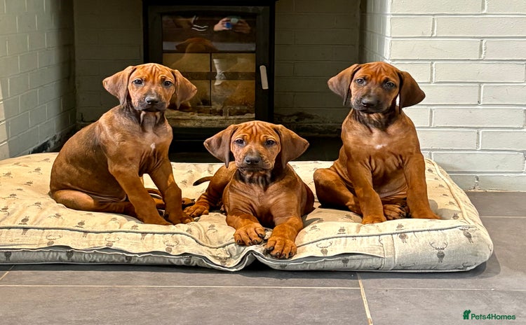 Rhodesian Ridgeback dogs - Advert 9