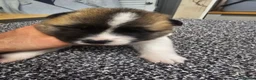 Akita dogs for sale: Kc regestered American akita pups  in Alness - Advert 14