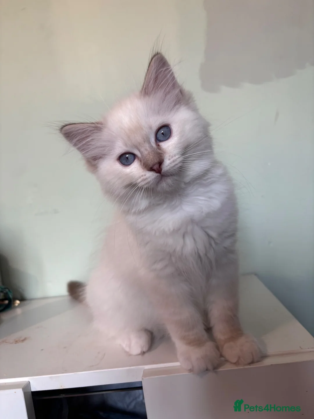 Ragdoll cats for sale: (Upd pics) GCCF registered kittens - Advert 1