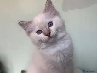 Ragdoll cats (READY NOW) GCCF registered kittens - Advert 6