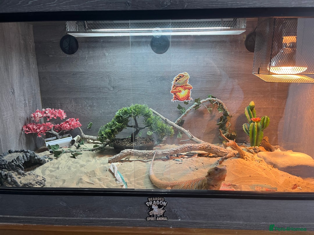 Bearded Dragon reptiles for sale: Bearded dragon  - Advert 6