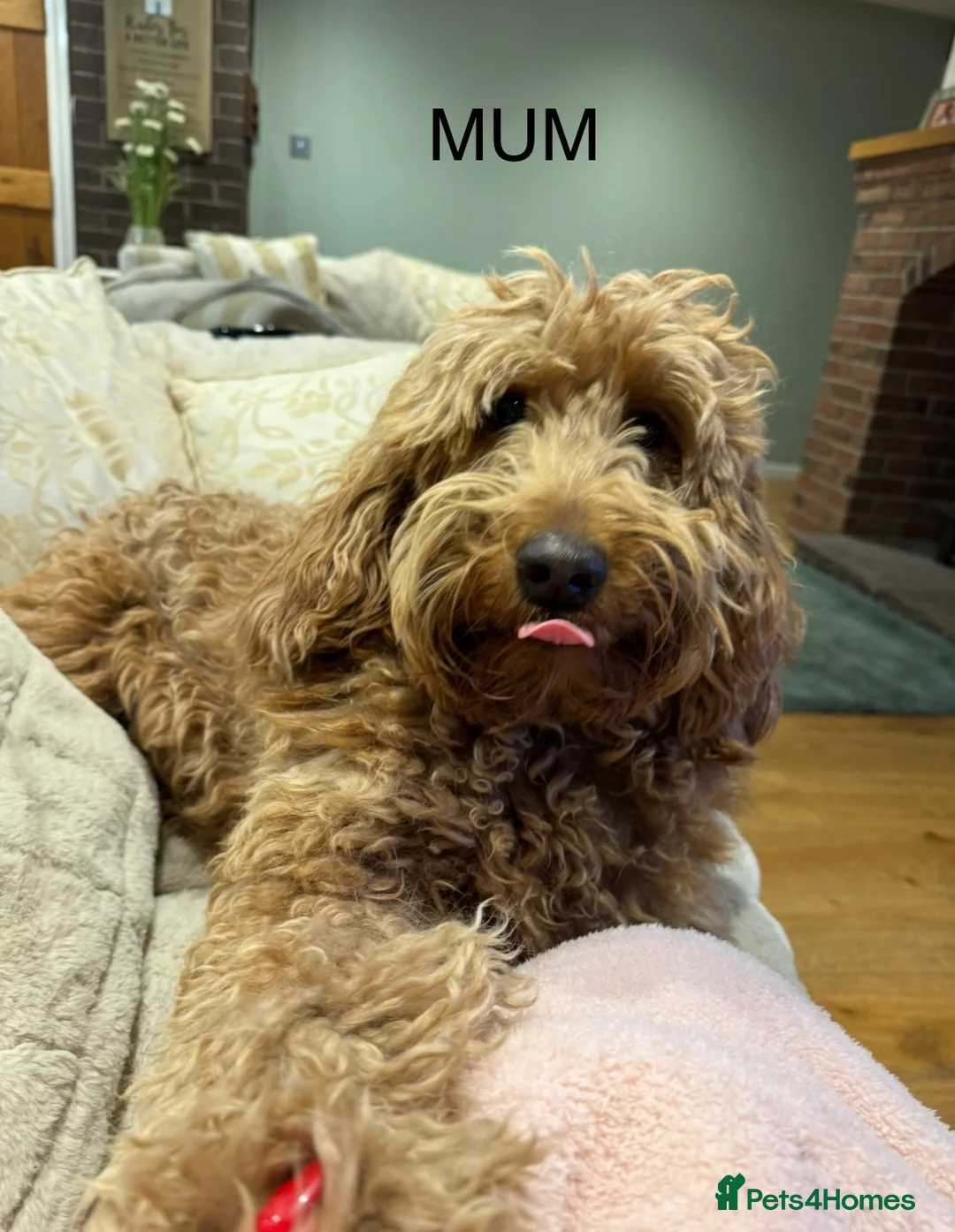 Goldendoodle dogs for sale: Golden doodles F2b - Advert 1