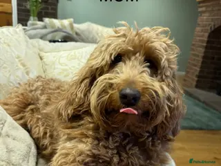 Goldendoodle dogs Golden doodles F2b - Advert 2