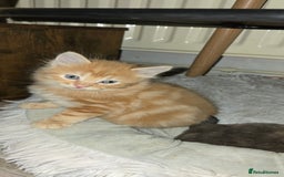 Maine Coon cats for sale: Amazing Mainecoon - Advert 12