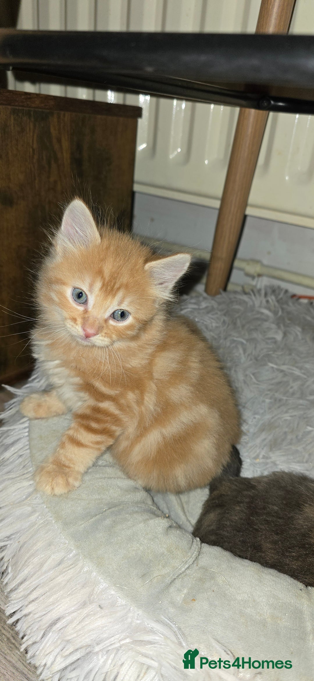 Maine Coon cats for sale: Amazing Mainecoon - Advert 12