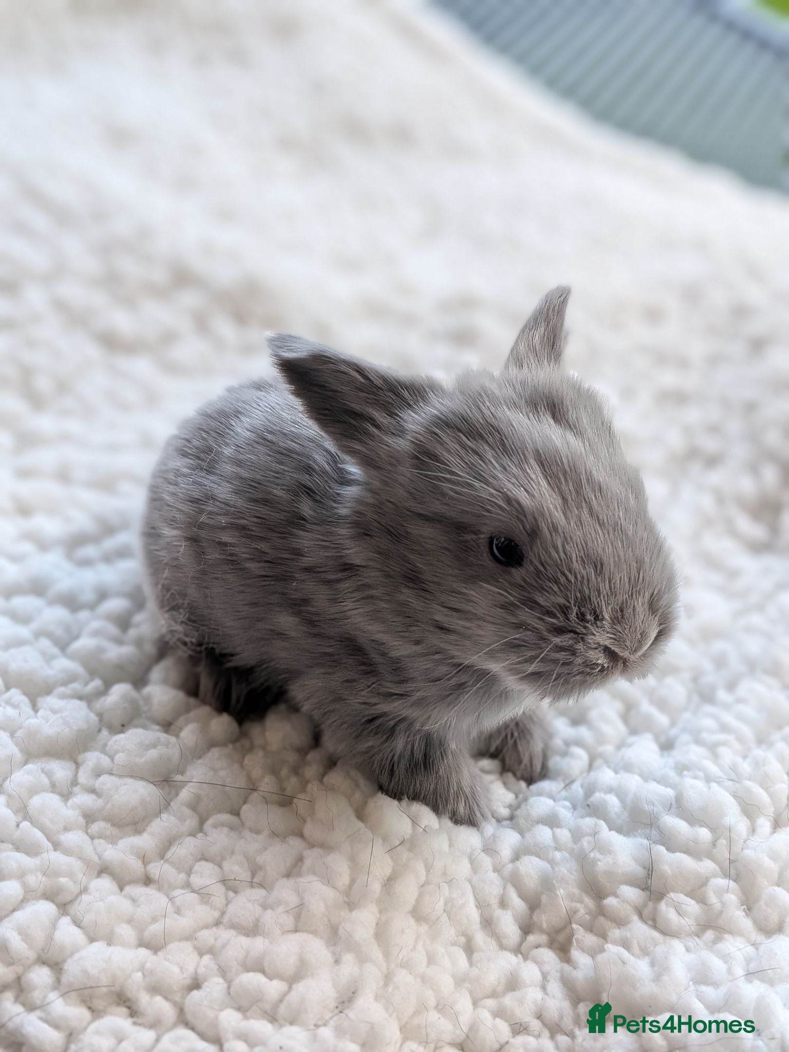 Mini Lop rabbits Beautiful friendly Mini Lops - Advert 9