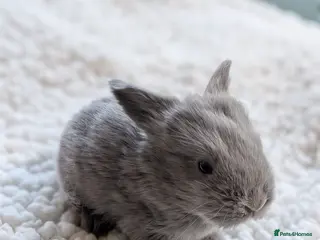 Mini Lop rabbits Beautiful friendly Mini Lops - Advert 9