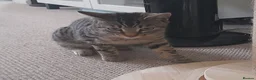 Domestic Shorthair cats for sale: Charlie in Honiton - Advert 4