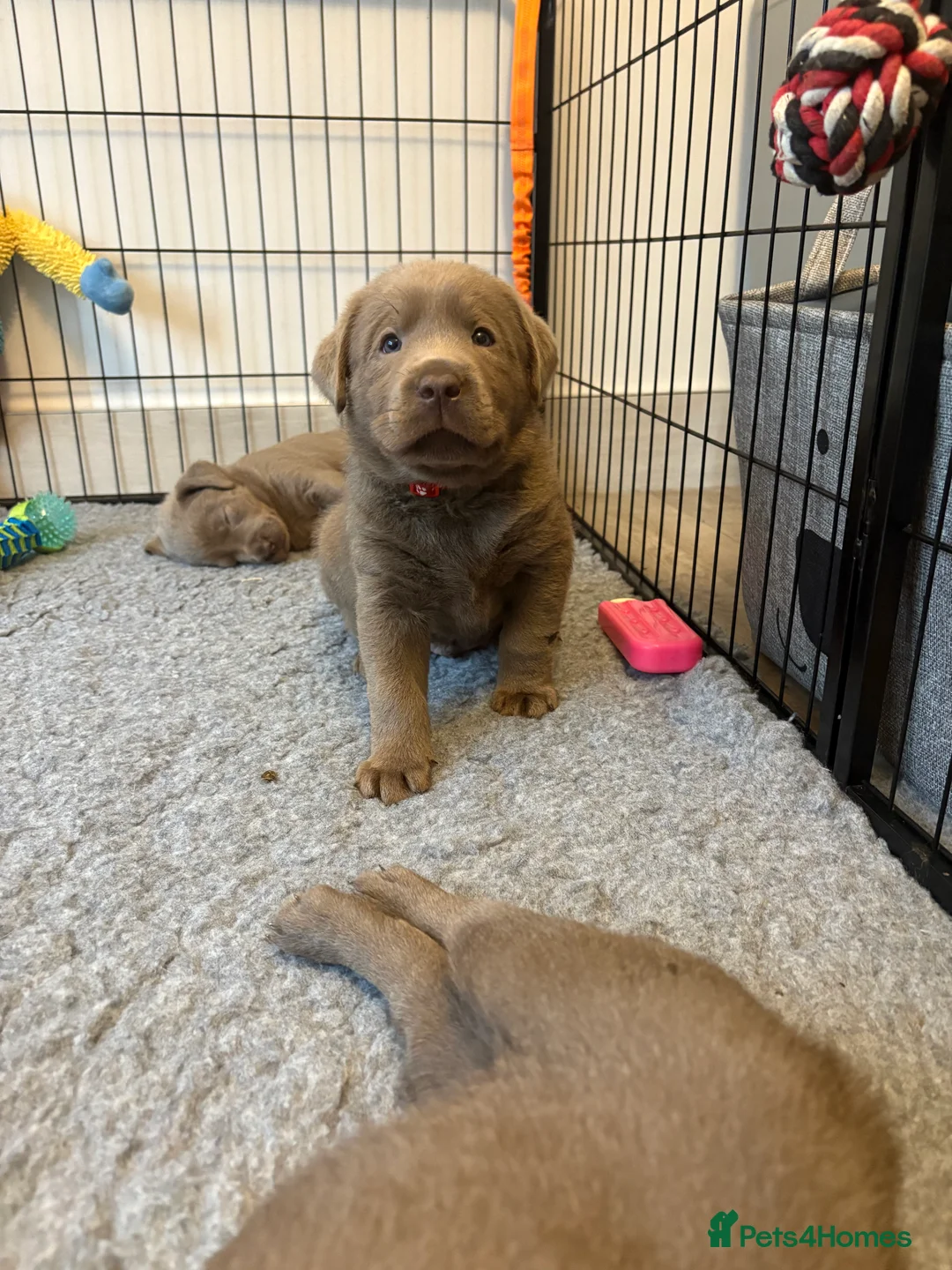 Labrador Retriever dogs for sale: KC silver Labrador (last girl remaining) orange  - Advert 3