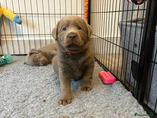 Labrador Retriever dogs KC silver Labrador (last girl remaining) orange - Advert 15