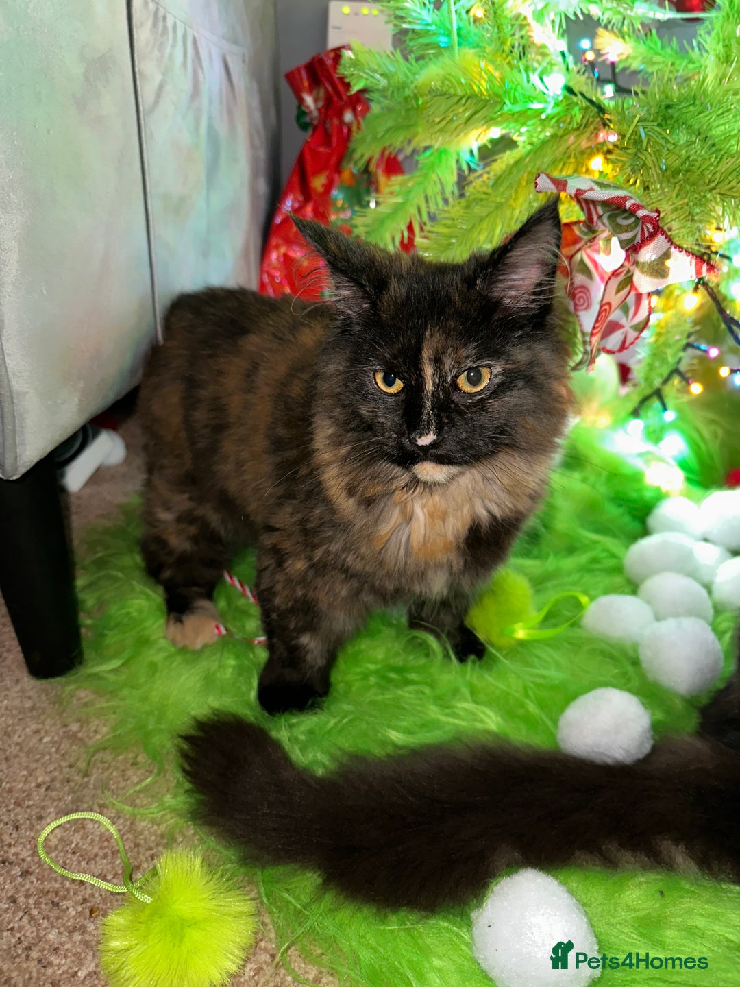 Maine Coon cats for sale: Xl mainecoon kittens dad is Xl very big boy  - Advert 36