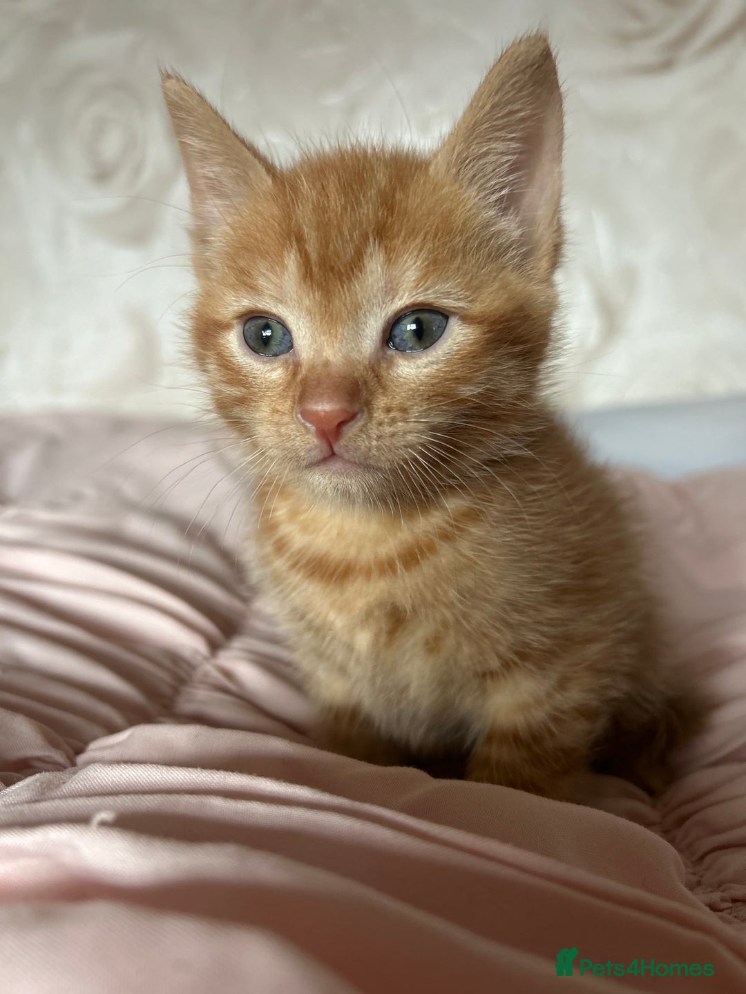 Mixed Breed cats for sale: orange mixed breed kittens  - Advert 12