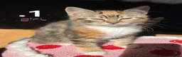 Mixed Breed cats for sale: Beautiful Kittens For Sale in London - Advert 1