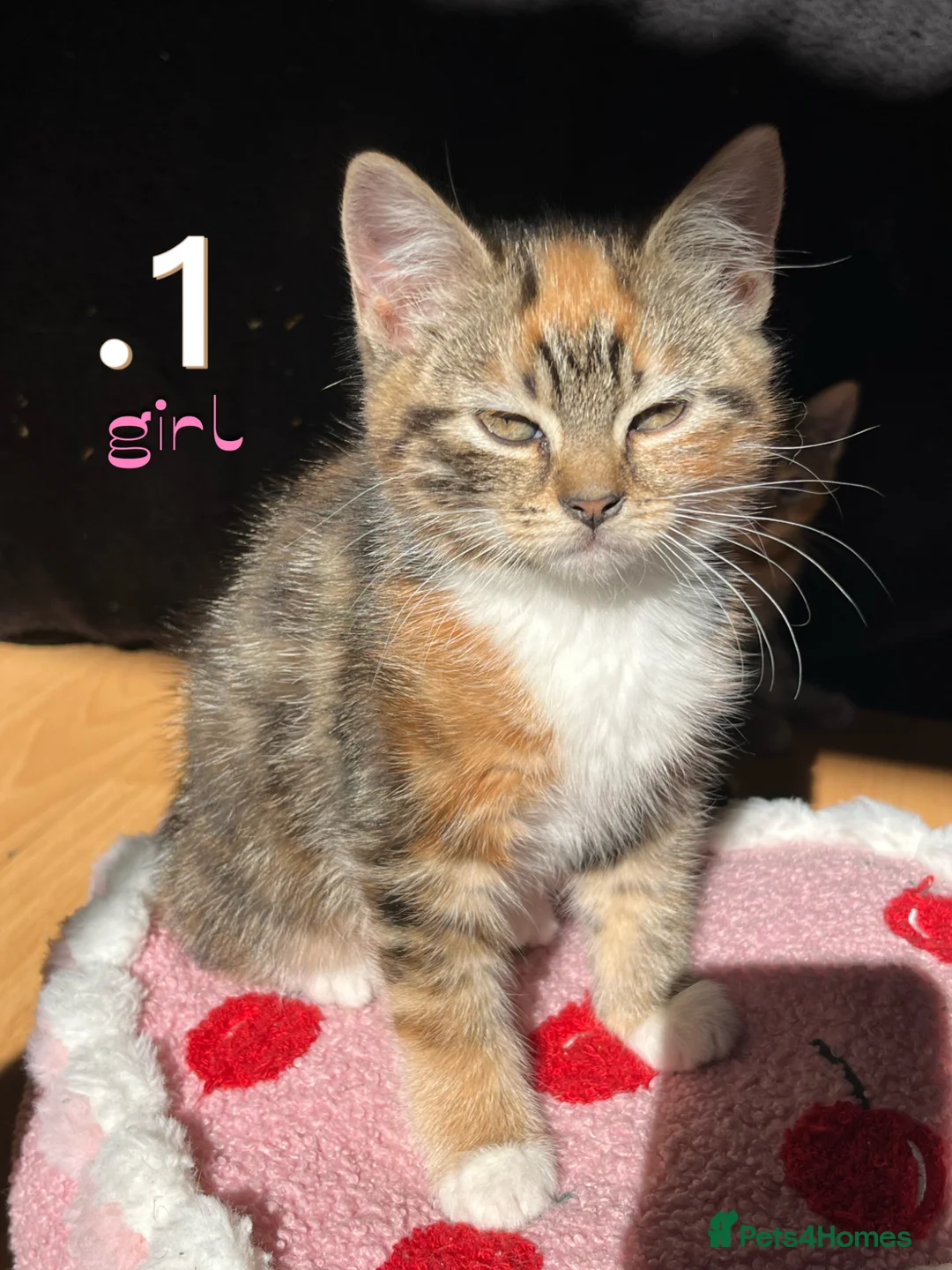 Mixed Breed cats for sale: Beautiful Kittens For Sale in London - Advert 1