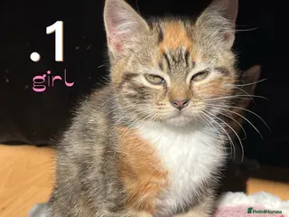 Mixed Breed cats Beautiful Kittens For Sale - Advert 2