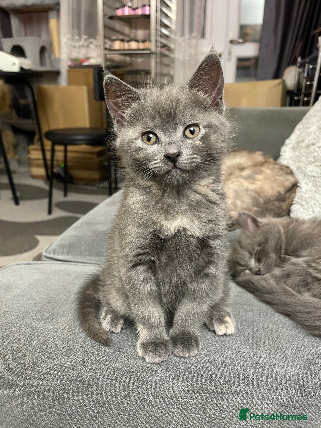 Mixed Breed cats for sale: 3/4 Maine Coon Polydactyl Kittens - Advert 2