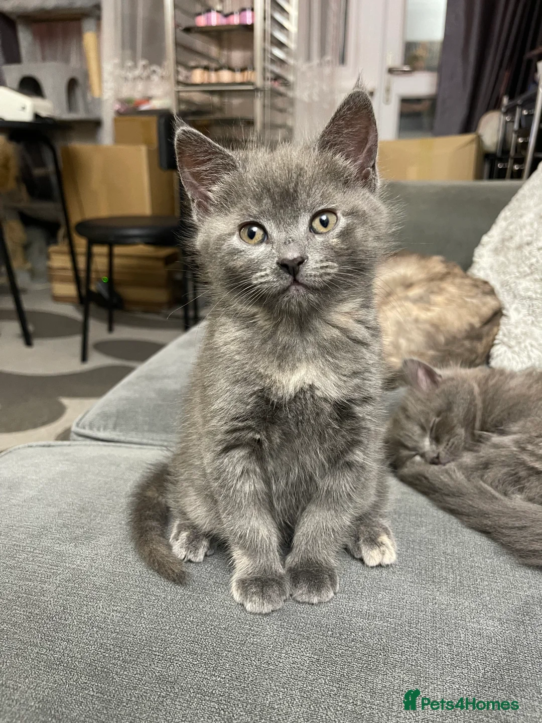 Mixed Breed cats for sale: *SOLD* 3/4 Maine Coon Polydactyl Kittens - Advert 8