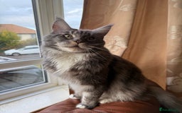 Maine Coon cats for sale: GCCF Pedigree Russian line Maine Coon - Advert 36