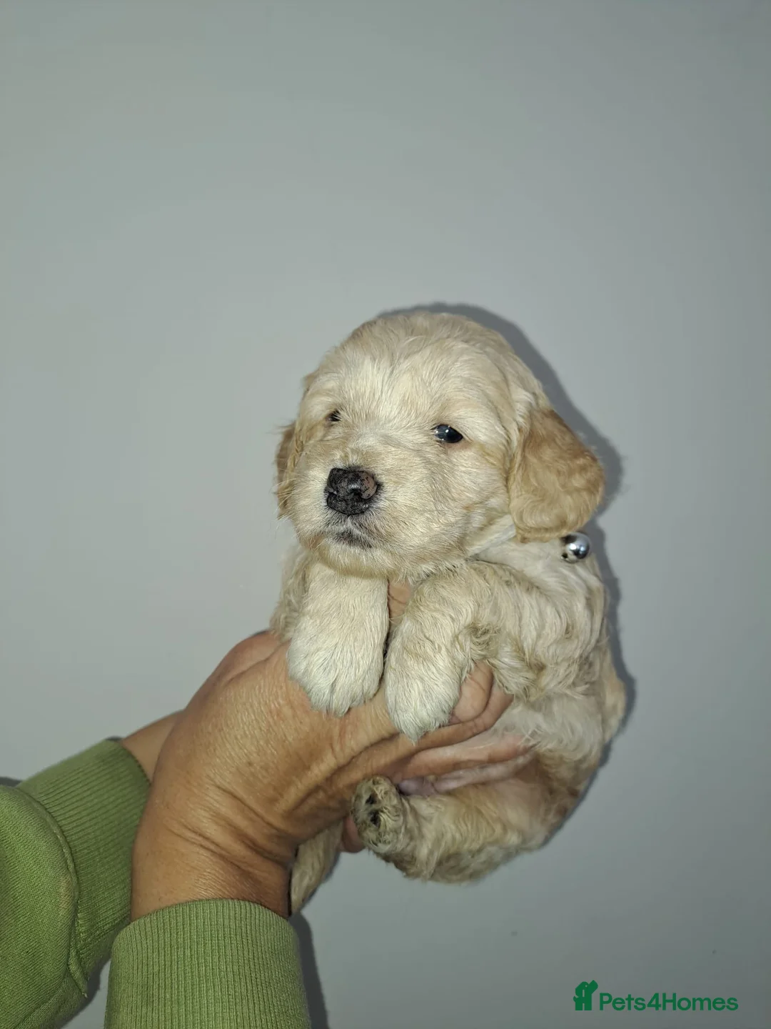 Cockapoo dogs for sale: Outstanding f1 cockapoo puppies  - Advert 2