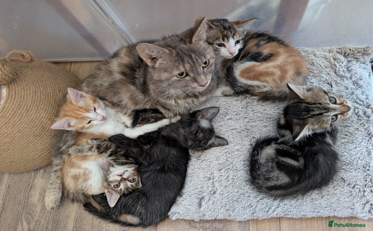 Mixed Breed cats - Advert 15