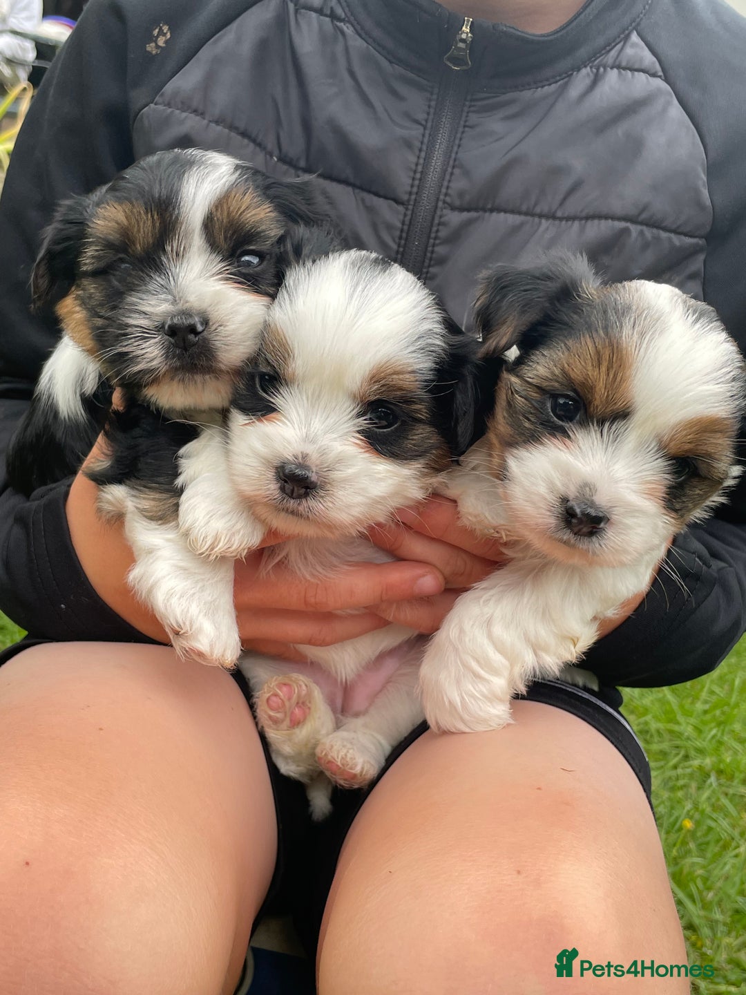 Biewer Terrier dogs for sale: Beautiful Biewer Terrier Pups - Image 11