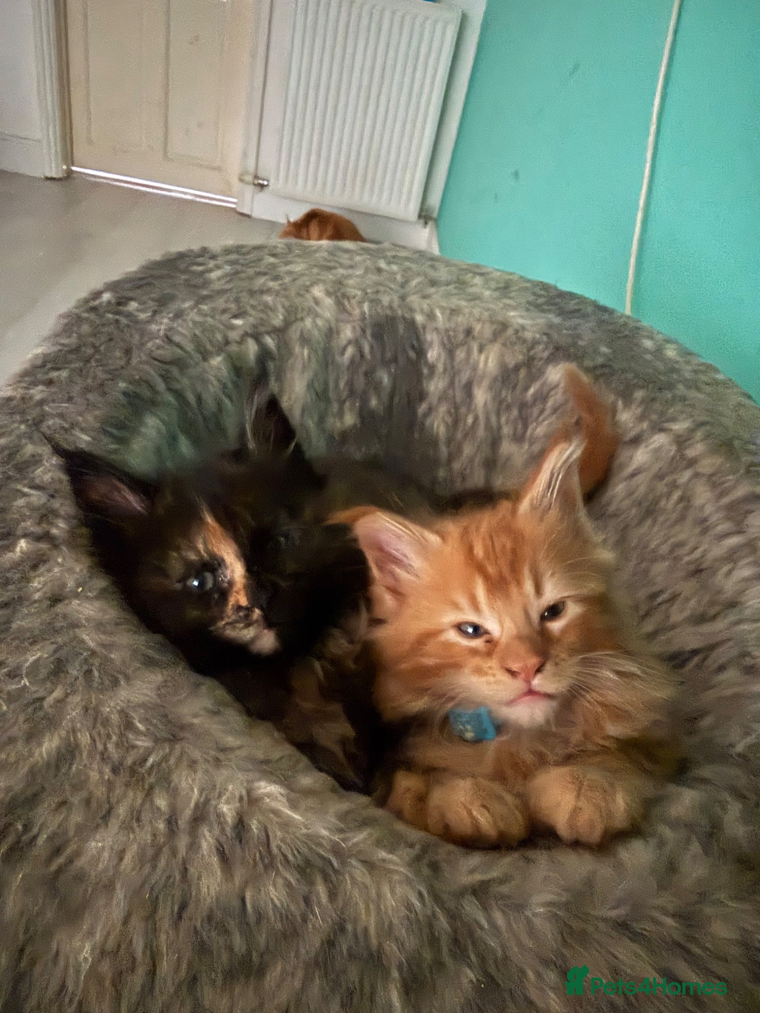 Maine Coon cats Beautiful Maine Coon Kittens – Ready to Reserve - Advert 2