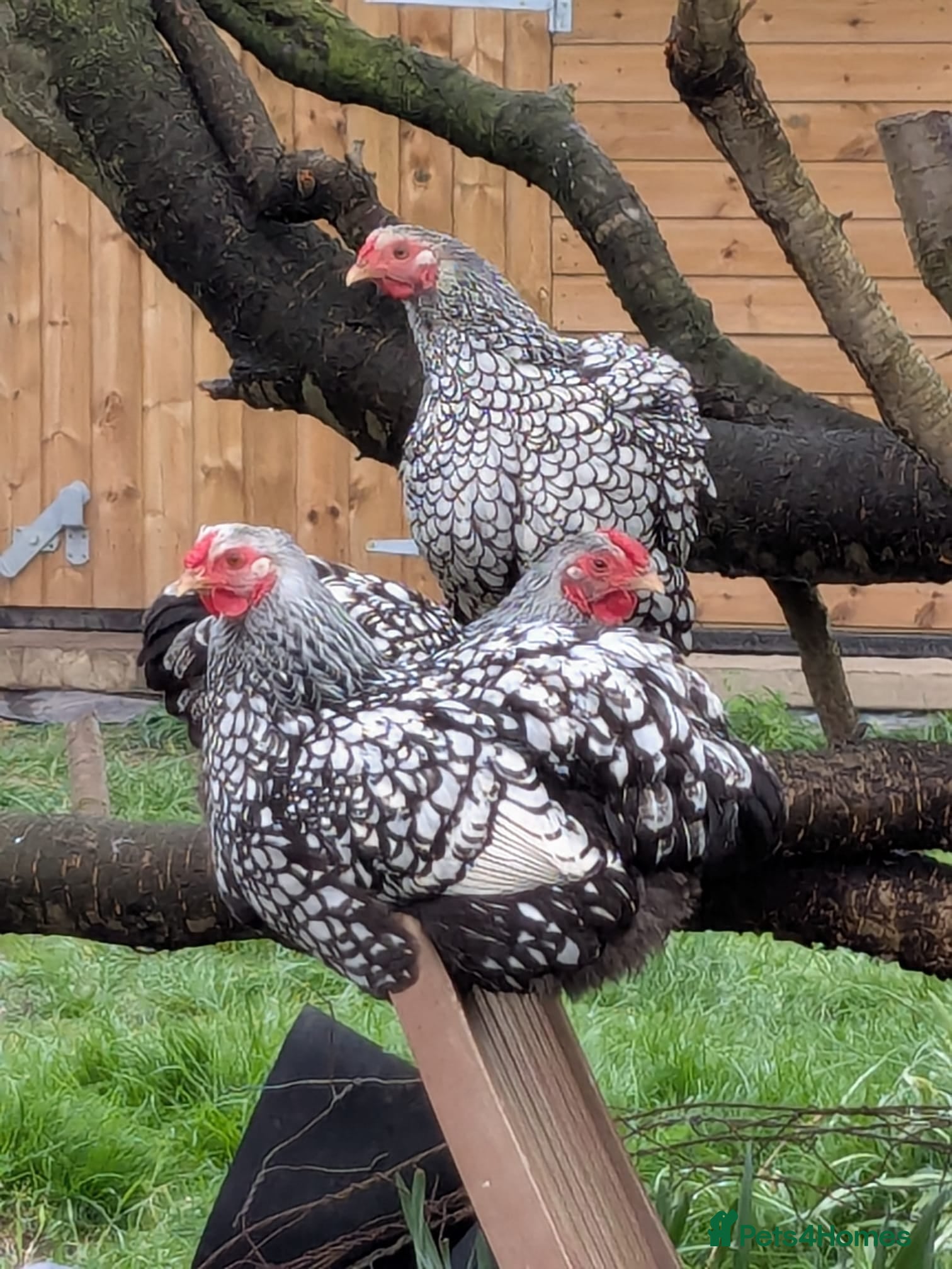 Chickens poultry Welsummers, Light Sussex, Wyndottes bantams - Advert 11