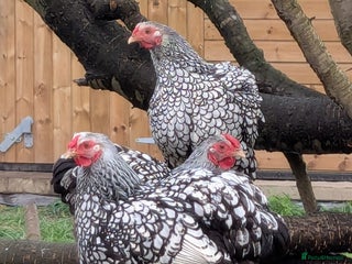 Chickens poultry Welsummers, Light Sussex, Wyndottes bantams - Advert 20