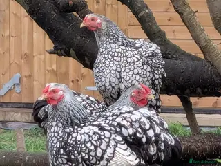 Chickens poultry Welsummers, Light Sussex, Wyndottes bantams - Advert 2