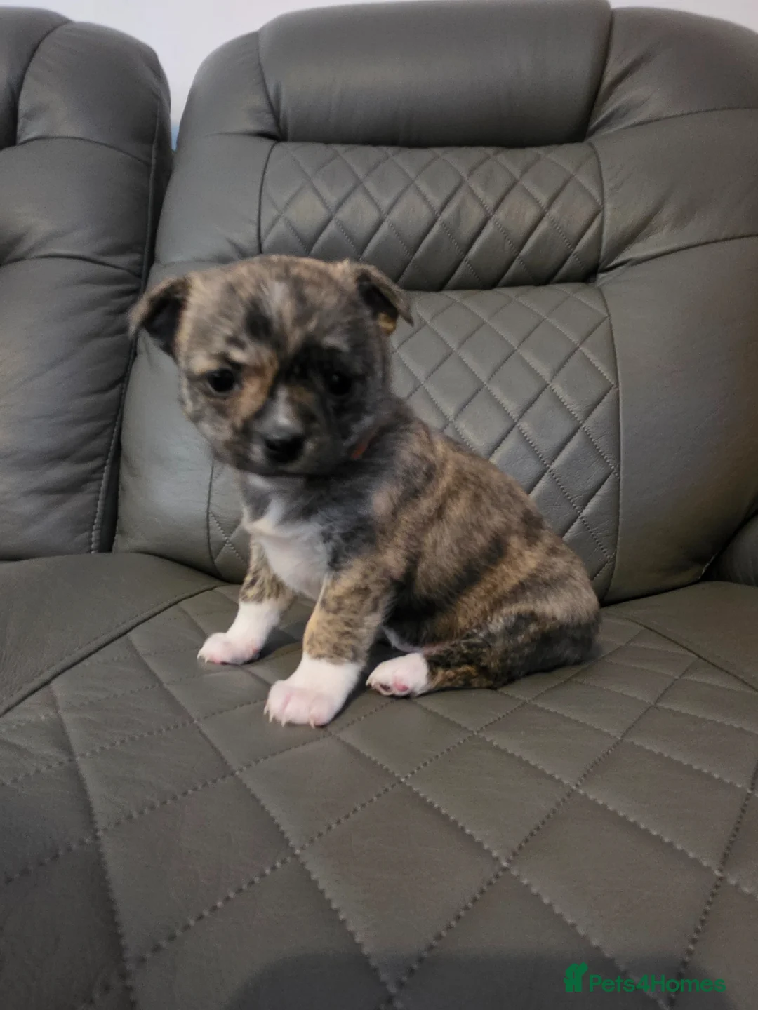 Chihuahua dogs for sale: RARE brindle chihuahua puppies in Winchester - Advert 1