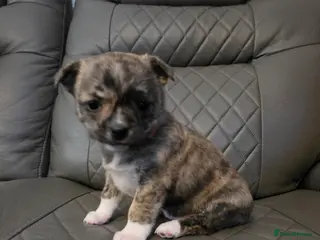 Chihuahua dogs RARE brindle chihuahua puppies - Advert 1