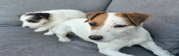 Parson Russell dogs for sale: Parson Russell terrier (health tested) - Advert 5