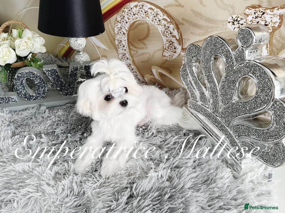 Maltese dogs for sale: Tiny KC Reg. Korean Line Maltese- by Emperatrice - Image 24