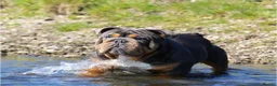English Bulldog dogs for sale: KC REGISTERED BULLDOG PUPPIES READY NOW  in Carshalton - Advert 10
