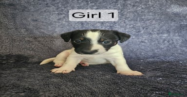 Jack Russell dogs - Advert 3