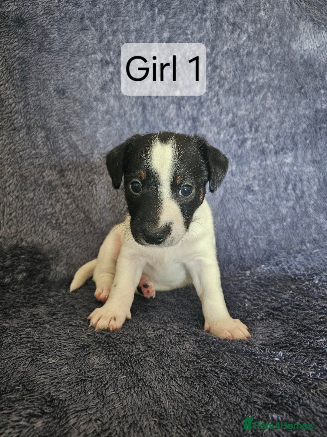 Jack Russell dogs for sale: Jack Russell puppies  - Image 2