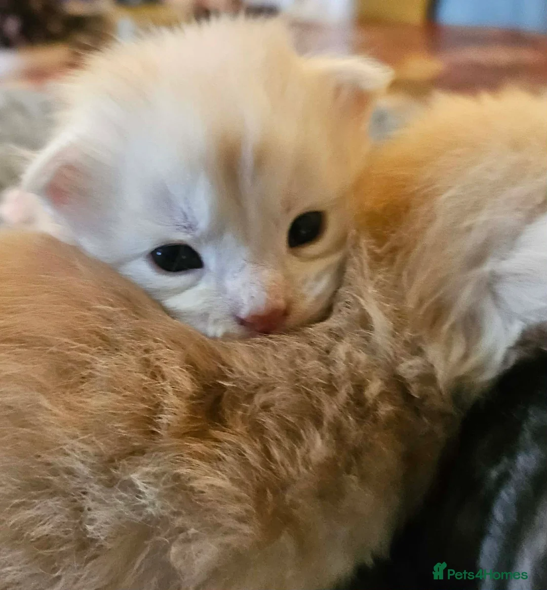 Maine Coon cats for sale: XXL Exceptional Pedigree Kittens Russian line - Advert 13