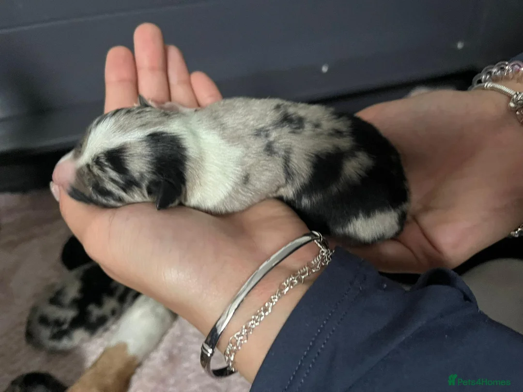 Border Collie dogs for stud: Proven pure bred tri coloured merle collie stud in Fakenham - Advert 19