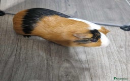 Guinea Pig rodents for sale: male Guinea pig - Image 3