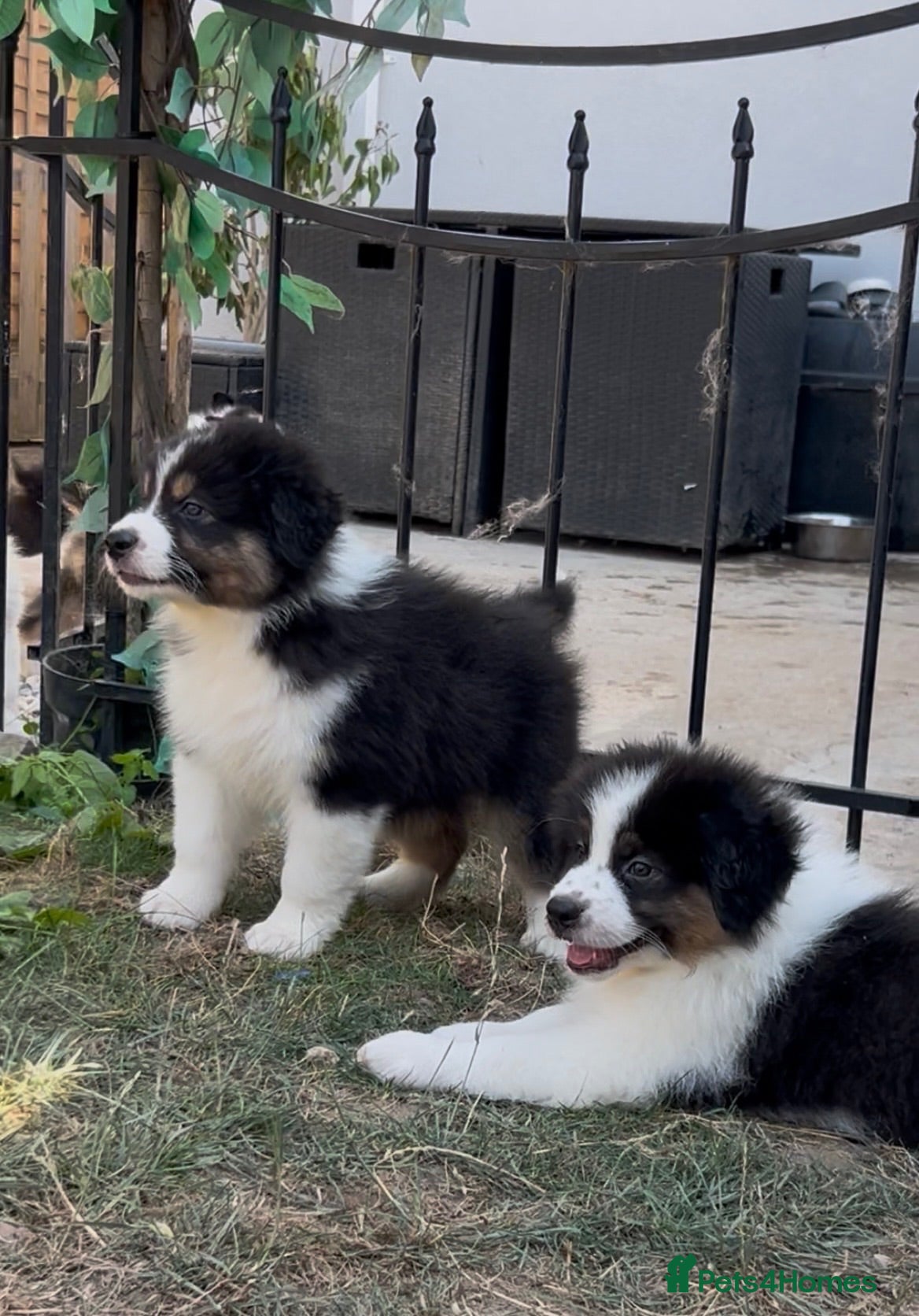 Australian Shepherd dogs STUNNING AUSTRALIAN SHEPHERD PUPPIES  - Advert 7
