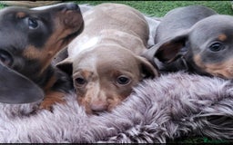 Miniature Dachshund dogs for sale: Isabella Dapple Boy left Miniature Dachshunds  - Image 7