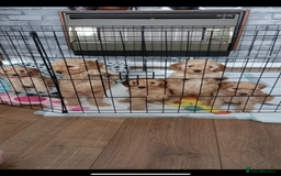 Cockapoo dogs for sale: Cockapoo puppies  - Image 3