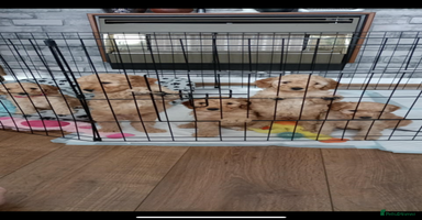 Cockapoo dogs Cockapoo puppies  - Advert 1