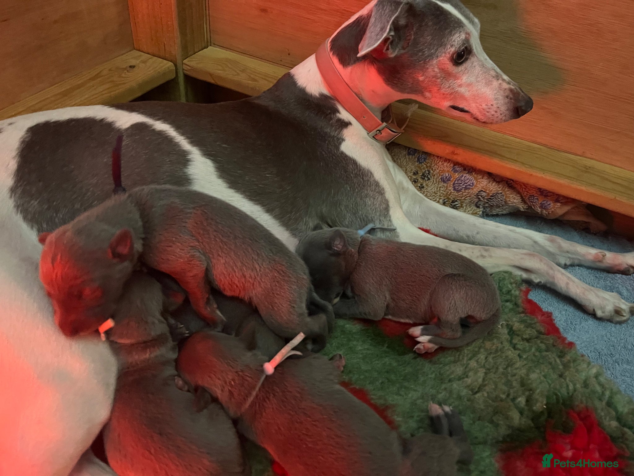 Whippet dogs for sale: Beautiful whippet pups - Advert 1