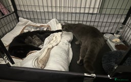 Maine Coon cats for sale: Kittens  - Image 4