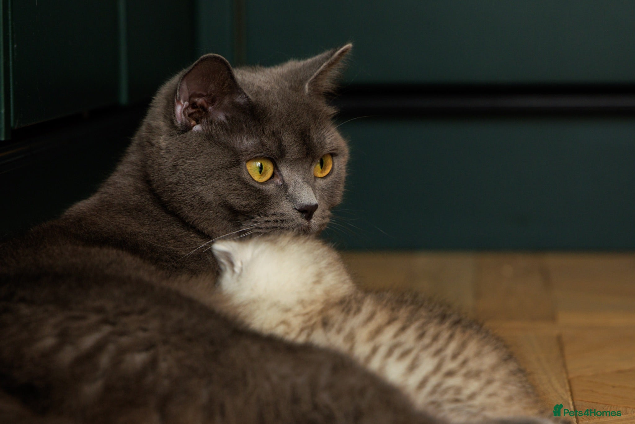 British Shorthair cats *Ready*3 British Shorthair Kittens - Gold/White - Advert 2
