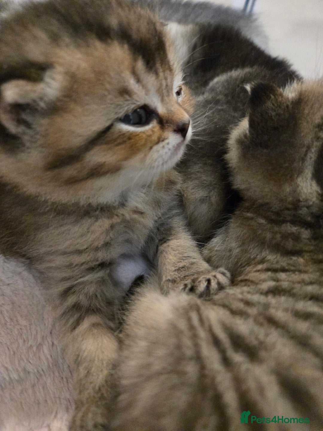 British Shorthair cats for sale: British Shorthair kittens STUNNING 🐈 😺  - Advert 1
