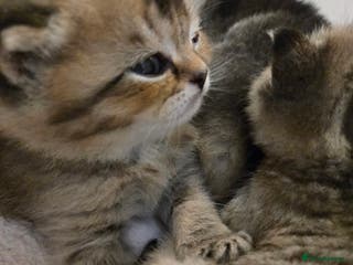 British Shorthair cats British Shorthair kittens STUNNING 🐈 😺 - Advert 16